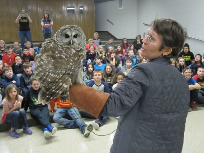 BARRED OWL